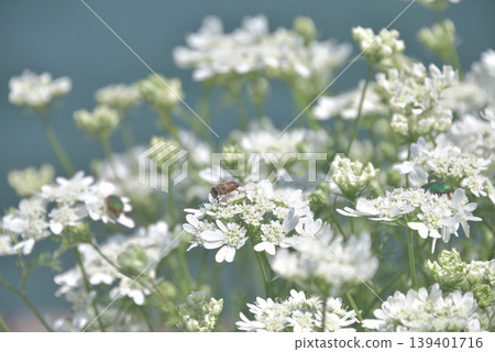 Orurea Orurea 139401716