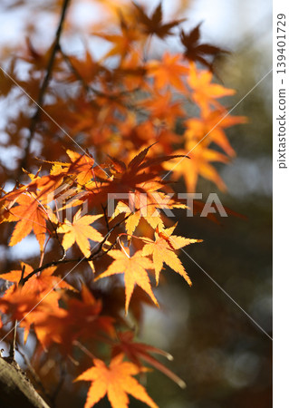 Maple leaves which turned red leaves Maple leaves which turned red leaves 139401729