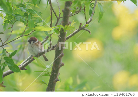 A spring-like scene and sparrows A spring-like scene and sparrows 139401766
