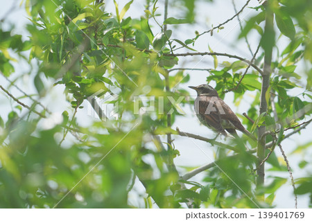 A thrush perched in the shade of a tree A thrush perched in the shade of a tree 139401769