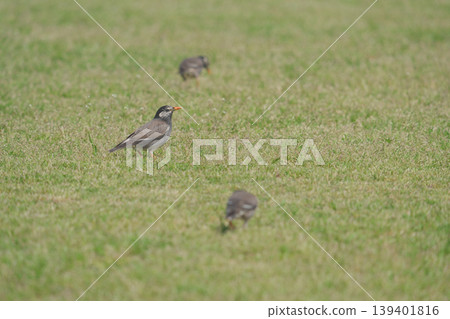 Starling walking in the grassland Starling walking in the grassland 139401816