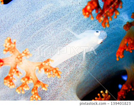 Pleurosicya boldinghi, a goby photographed on Izu Oshima Island. 139401823