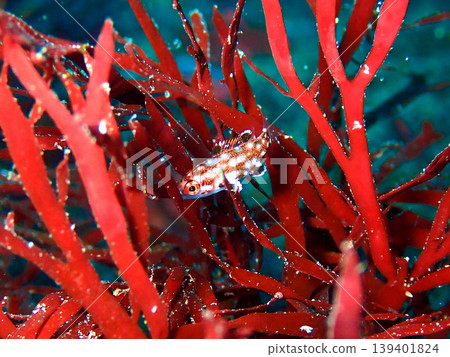 在伊豆大島拍攝到的幼紅鼻魚(Bodianus dictynna)。 在伊豆大島拍攝到的幼紅鼻魚(Bodianus dictynna)。 139401824