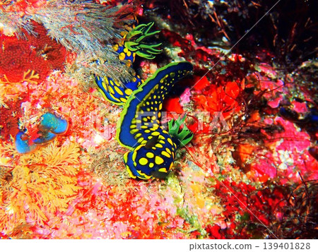 A Sagami sea slug (Tambja sagamiana) photographed on Izu Oshima Island. A Sagami sea slug (Tambja sagamiana) photographed on Izu Oshima Island. 139401828