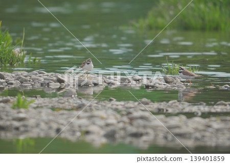 Little Ringed Plover standing by the riverbank 139401859
