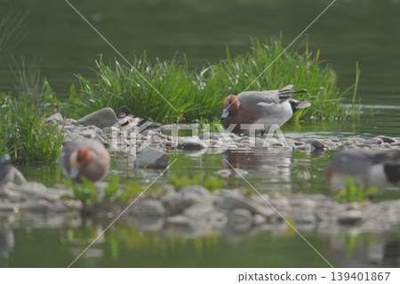 Little Ringed Plover standing by the riverbank 139401867