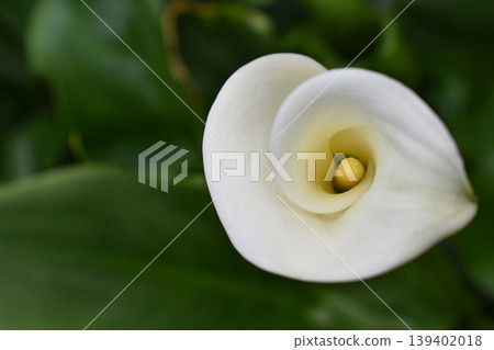 Color flowers Color flowers 139402018