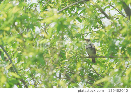 A thrush perched in the shade of a tree with fresh green leaves. 139402040