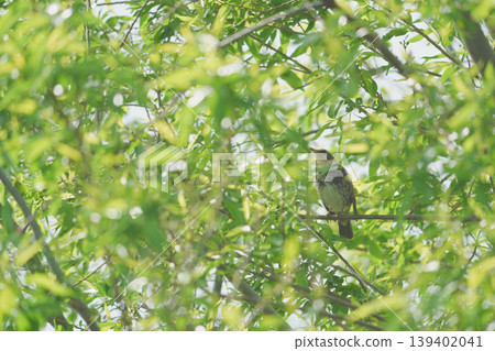A thrush perched in the shade of a tree with fresh green leaves. 139402041