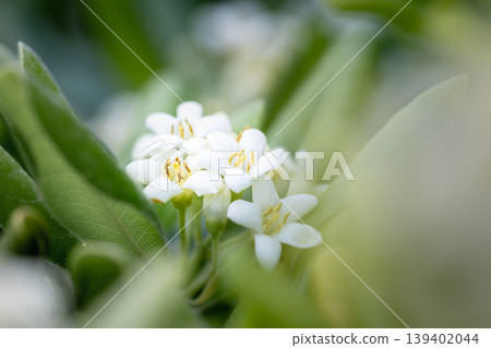 White Pittosporum tobira flowers shining in the early summer sunlight - macro photography White Pittosporum tobira flowers shining in the early summer sunlight - macro photography 139402044
