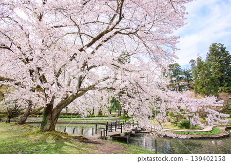 福島縣伊佐澄神社的鳶尾花園裡櫻花盛開。 福島縣伊佐澄神社的鳶尾花園裡櫻花盛開。 139402158