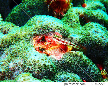 在伊豆大島拍攝到的鶇魚(Blenniella chrysospilos)。 在伊豆大島拍攝到的鶇魚(Blenniella chrysospilos)。 139402225