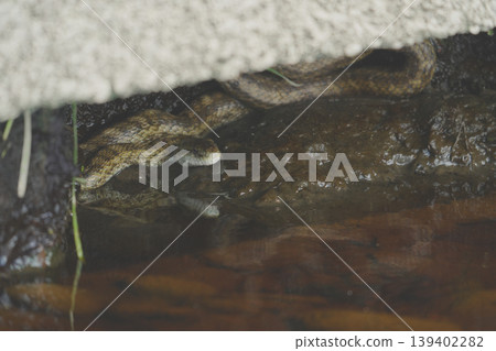 Japanese rat snake lurking by the water's edge Japanese rat snake lurking by the water's edge 139402282