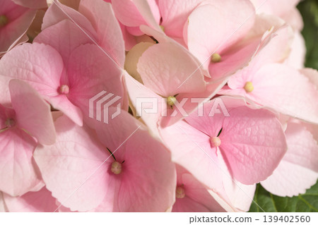 A close-up of pale pink hydrangeas. A close-up of pale pink hydrangeas. 139402560