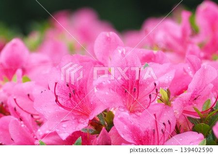 Red azalea flower Red azalea flower 139402590