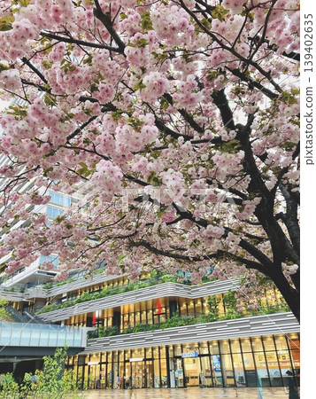 城市商業區的重瓣櫻花 城市商業區的重瓣櫻花 139402635