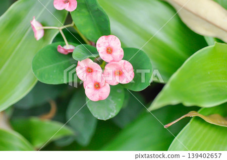 Christ Thorn, Euphorbia milii or Euphorbiaceae or Euphorbia milii Des Moul or Crown of thorns or Christ thorn or pink flower 139402657
