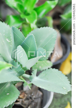 crassulaceae, Kalanchoe hybrid or Mother of Thousands or Kalanchoe or succulent 139402661