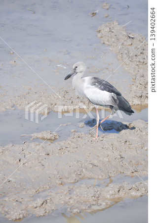 Anastomus oscitans, Asian openbill or Asian Openbill stork or Ciconia boyciana or Oriental stork or bird Anastomus oscitans, Asian openbill or Asian Openbill stork or Ciconia boyciana or Oriental stork or bird 139402664