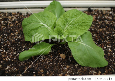 Vegetables grown in planters: Chinese cabbage Vegetables grown in planters: Chinese cabbage 139402713