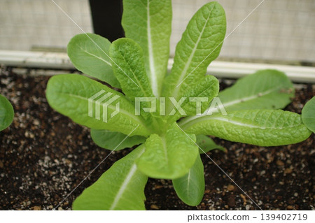 Vegetables grown in planters: Romaine lettuce (4) Vegetables grown in planters: Romaine lettuce (4) 139402719
