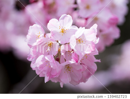 神代曙(深色櫻花) 神代曙(深色櫻花) 139402723