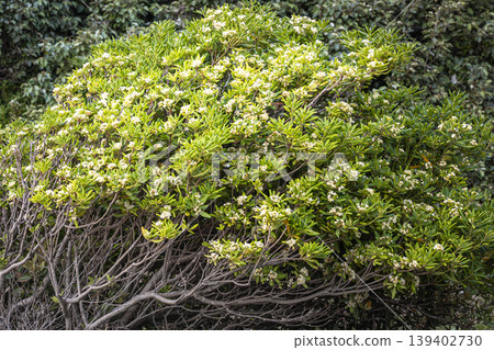 一大叢盛開著白色花朵的海桐（Pittosporum tobira）；初夏時節，可以完整地看到樹形。 139402730