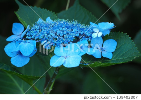 Gaku繡球花 Gaku繡球花 139402807