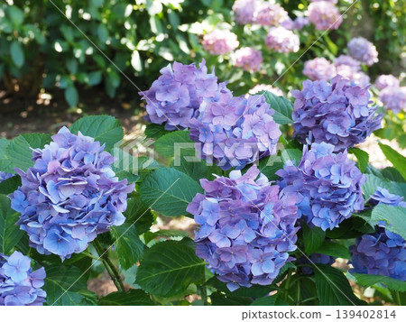 藍色繡球花 藍色繡球花 139402814