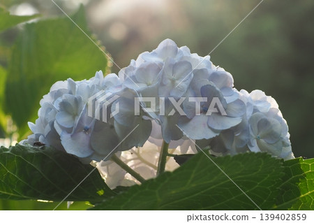 白色繡球花 白色繡球花 139402859