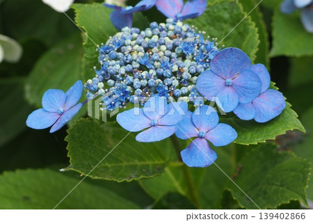 Blue hydrangea Blue hydrangea 139402866