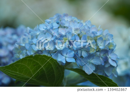 Blue hydrangea Blue hydrangea 139402867