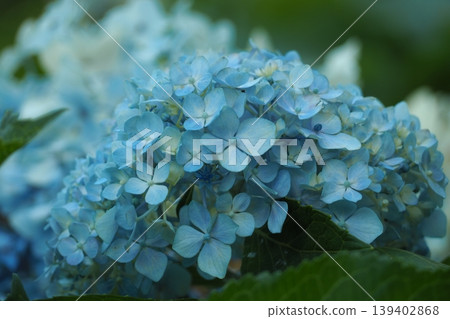 Blue hydrangea Blue hydrangea 139402868