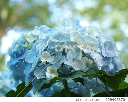 藍色繡球花 藍色繡球花 139402870