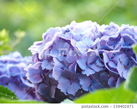 藍色繡球花 藍色繡球花 139402871