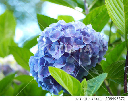 藍色繡球花 139402872