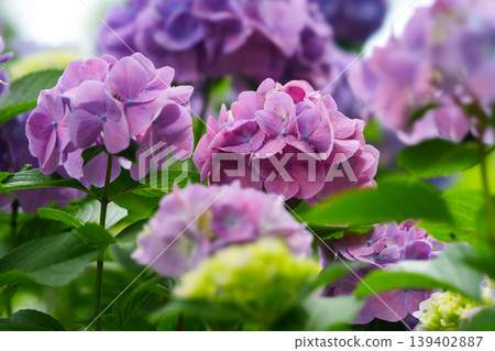 繡球花在雨中濕 繡球花在雨中濕 139402887