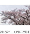 Viewing Somei Yoshino cherry blossoms 139402904