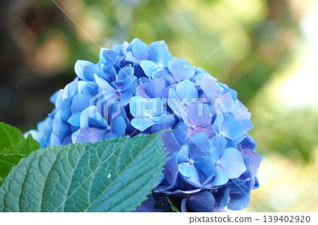 藍色繡球花 藍色繡球花 139402920