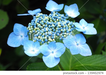 藍色繡球花 139402974