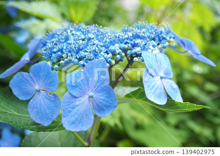 藍色繡球花 139402975