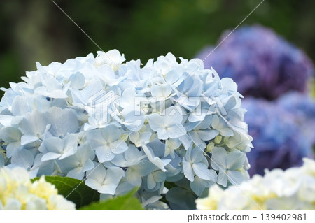 藍色繡球花 139402981