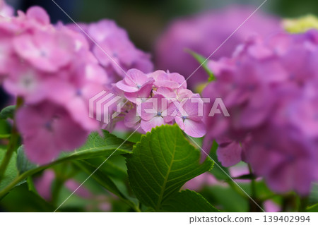 開始變紫的觀賞花卉 開始變紫的觀賞花卉 139402994