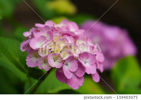 繡球花在雨季清澈盛開 繡球花在雨季清澈盛開 139403075