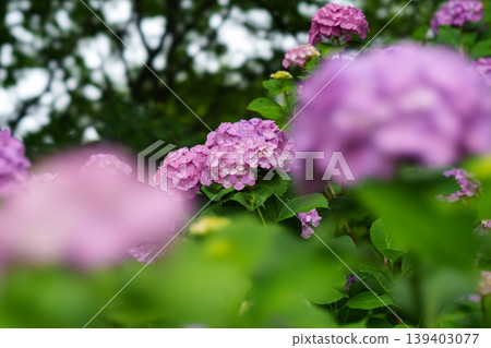 繡球花在雨季清澈盛開 繡球花在雨季清澈盛開 139403077