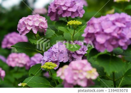 繡球花在雨季清澈盛開 繡球花在雨季清澈盛開 139403078