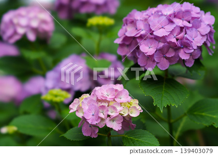 繡球花在雨季清澈盛開 繡球花在雨季清澈盛開 139403079