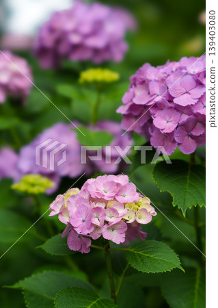 繡球花在雨季清澈盛開 繡球花在雨季清澈盛開 139403080