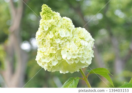 Noryutsugi花 Noryutsugi花 139403153