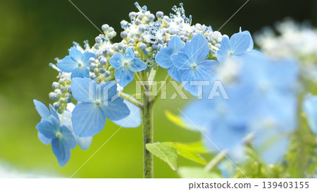 Blue hydrangea 139403155